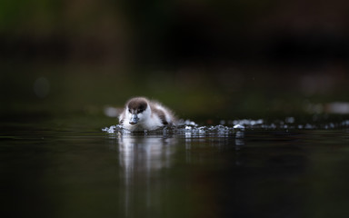 Duckling on pond