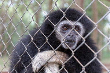 Lonly gibbon behind the Cage