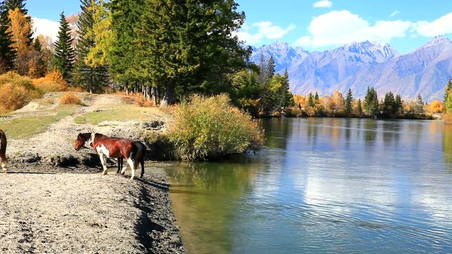 Beautiful autumn landscape with reflection in the Irkut river of the mountains and blue sky. Horses at a watering place on the shore. Siberia, Baikal, Buryatia, Sayans, Tunka Valley
