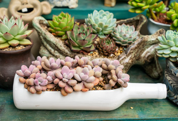Miniature succulent plants (succulent cactus) at the garden