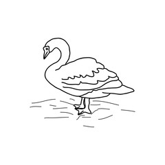Line drawing of a swan standing on the edge of a river
