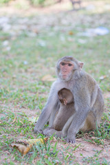 Mother monkey and baby monkey rest