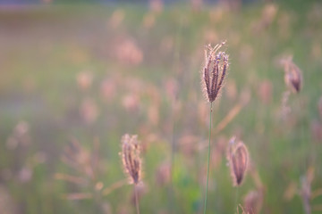 Close up flower grass