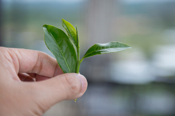 Fresh tea leaves in the hand