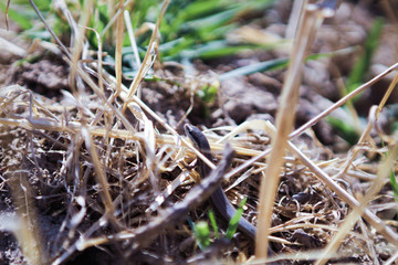 A snake-like lizard amidst grass. It lives in Kazakhstan