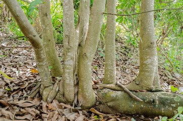 Vertical Branches Of A Horizontal Tree Trunk