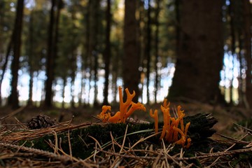 Der Korallenpilz im Wald