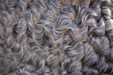 texture of gray astrakhan fur. natural background