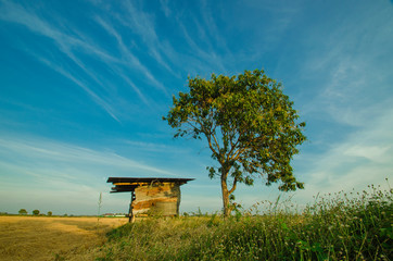 Little house in the rice fields