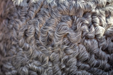 texture of gray astrakhan fur. natural background