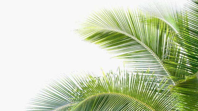 coconut trees leaf isolated on white background