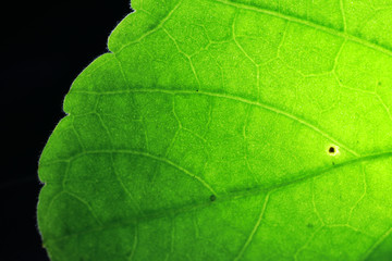 Closeup of portion of green netted veins leaf, reticulate venation of green leave with light.