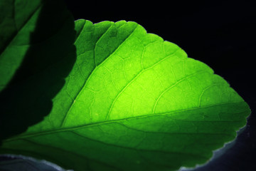 Closeup of portion of green netted veins leaf, reticulate venation of green leave with light.