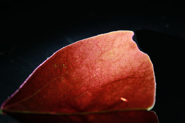 Detail of red leave with light on dark background. Closeup of portion of red leaf.