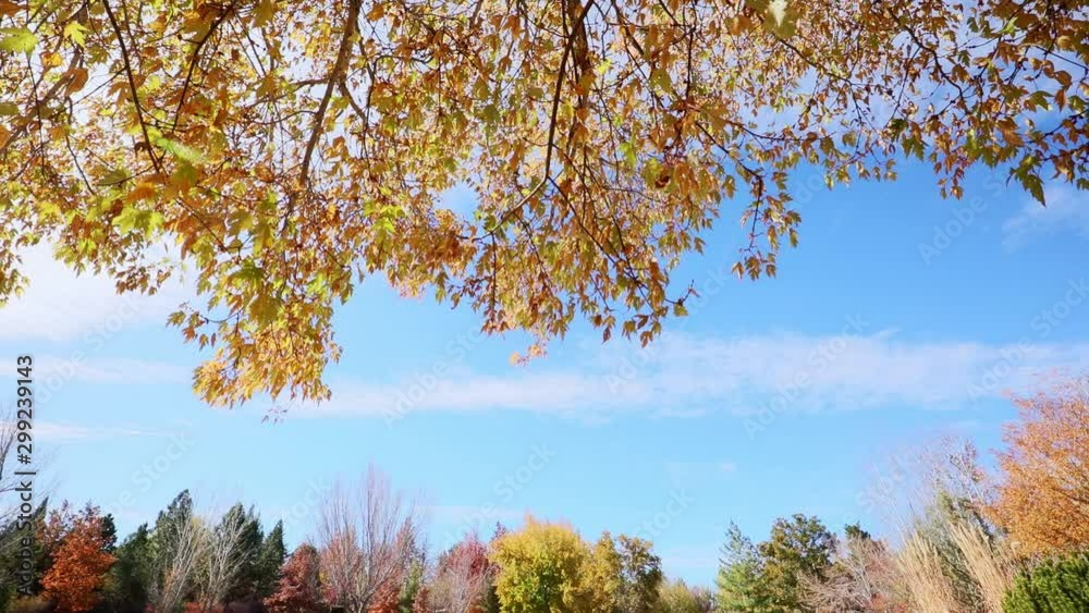 Sticker Multi colored tree leaves in autumn on sunny sky, fall colors in sunlight, high dynamic range video capture hdr