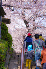 Obraz na płótnie Canvas 池上本門寺の満開の桜