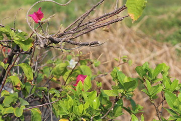 bougenville tree with bright red flowers