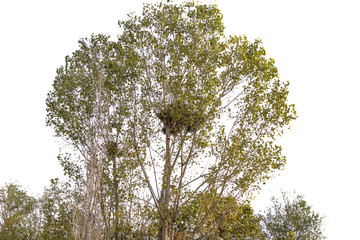 Huge crow nest on the crown of a birch