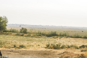 Fototapeta na wymiar Country landscape. A herd of horses grazes far in the fields