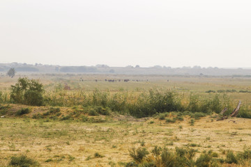 Fototapeta na wymiar Country landscape. A herd of horses grazes far in the fields