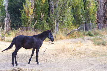 Black foal on a leash in the village