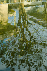 reflection of trees in water