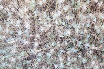 White seed head pattern and texture with dark underlay