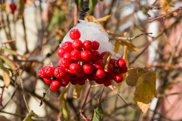 Frozen red Rowan berries in the snow on a branch in late autumn, early winter, close-up, beautiful natural background