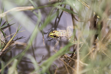 A frog froze in the water among the reeds