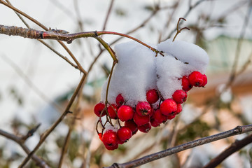 Frozen red Rowan berries in the snow on a branch in late autumn, early winter, close-up, beautiful natural background