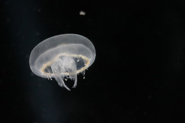 Underwater Jellyfish Abstract