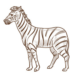 African animal, zebra isolated sketch, striped skin