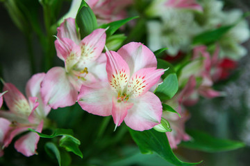 Obraz premium Beautiful flower arrangement