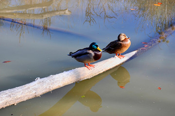 A couple of ducks (Anas platyrhynchos) sitting on a tree trunk.