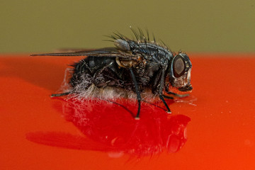 Macro view of house fly on red surface