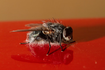 Creepy flesh fly on red surface closeup view