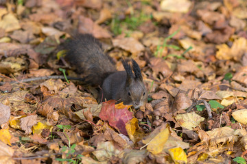 squirrel found mushrooms