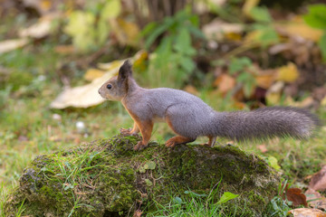 squirrel on a stone