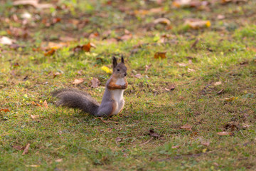 portrait of a squirrel
