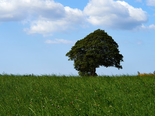 Fototapeta premium Lonely tree in the middle of a green field