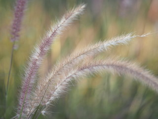 brown color flower grass Axillary and branched Inflorescence set on a long stalk. Consisting of a large number of purple sub-flowers appearance is not very fluffy nature background