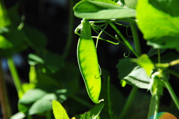 pea plant in bright sunlight