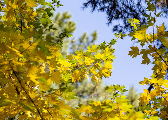 autumn background. yellow leaves on a background of blue sky. natural background