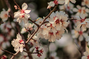 Fototapeta na wymiar Branch of blossoming Almond tree taken in Jerusalem, Israel.