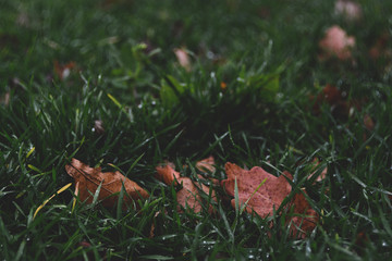 autumn leaves on the grass
