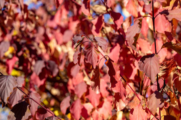 Autumn leaves are red yellow and green. Beautiful Autumn Background.