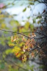 autumn leaves on tree