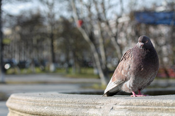 Pigeon ruffled up in the city park. Portrait of animal bird looking at the camera. Copy space for...