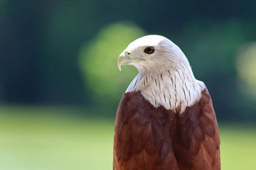A Portrait of Brahminy Kite (Haliastur indus) Red-backed.