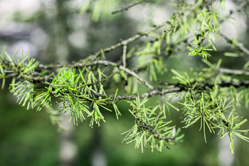 Larch branch with green needles closeup macro photography. Summer conifer in the forest or park